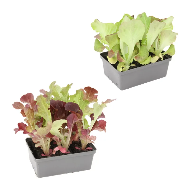 Gemüsepflanze in Schale