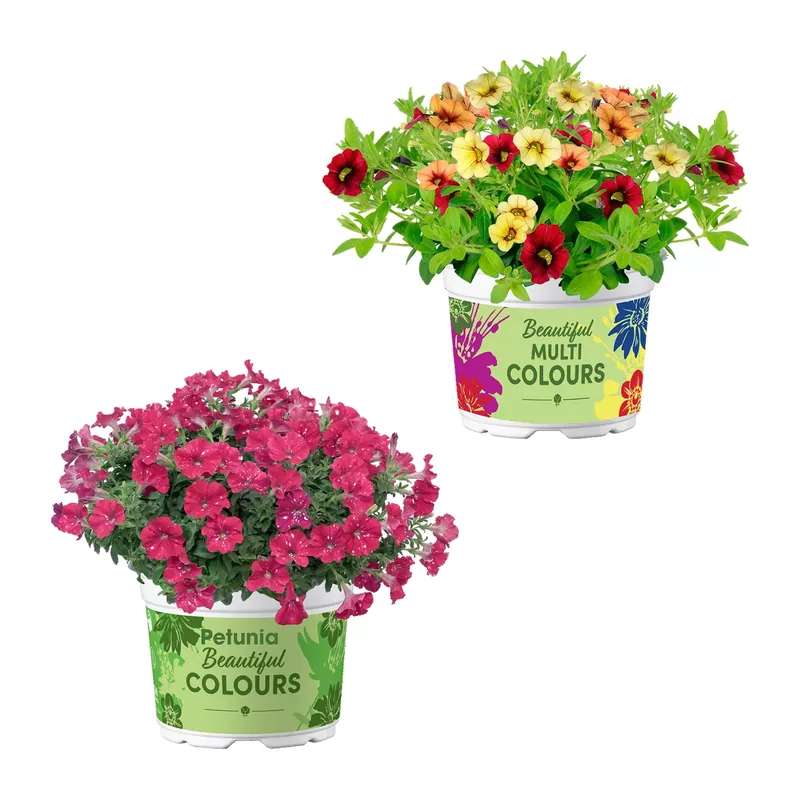Mini-Petunie-Trio / Petunie
