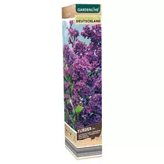 Gartenpflanzen-Mix oder Dipladenia, Flieder