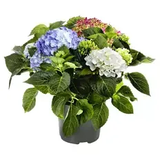 Hortensie Tricolor Blau/Rot/Weiß