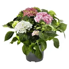 Hortensie Tricolor Rot, Rosa, Weiß