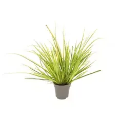 Ziergräser-Sortiment, Evergold