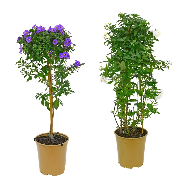 Balkon- / Terrassenpflanze