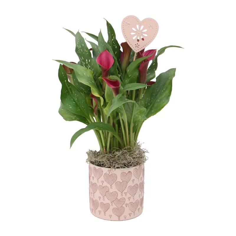 Calla in Herzkeramik