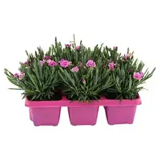 Dianthus "Pink Kisses", 6er-Tray