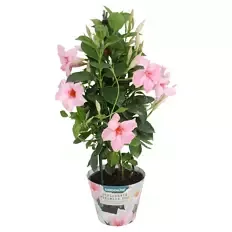 Dipladenia Pyramide, Rosa