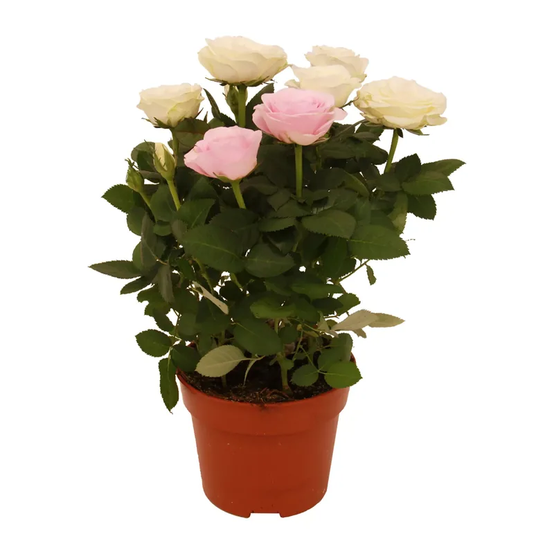 Topfrose „Dolce Amore“