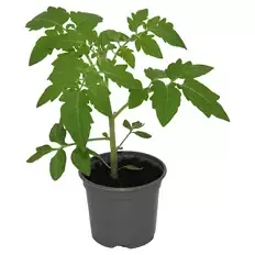 Gemüsepflanzen Tomate