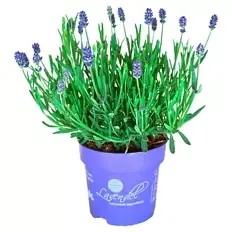 Lavendel