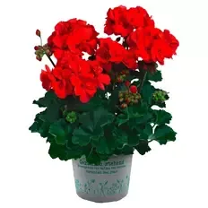 Premium-Geranien, Dark Red