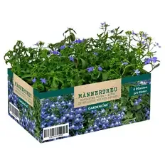 Balkon- und Kübelpflanzen, Lobelia Mix
