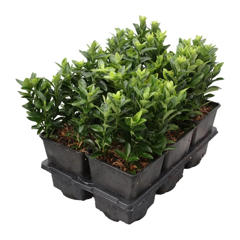 Euonymus 6er-Tray