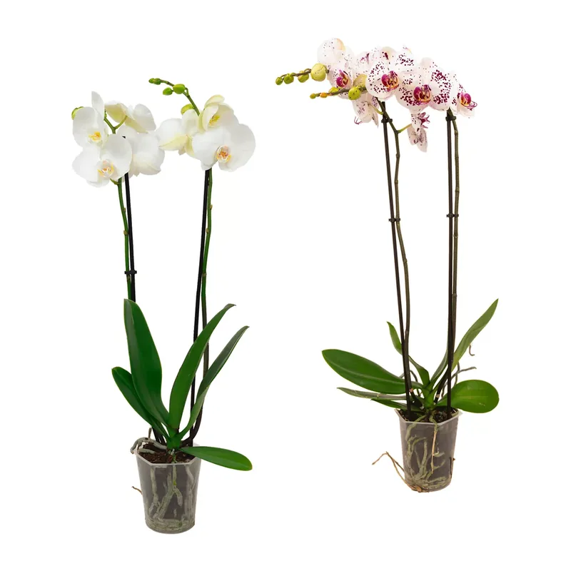 Schmetterlings-Orchidee