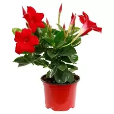 Dipladenia Busch 10,5 cm, Rot