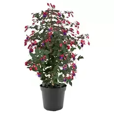 Fuchsien Stämmchen "Bella" Elma