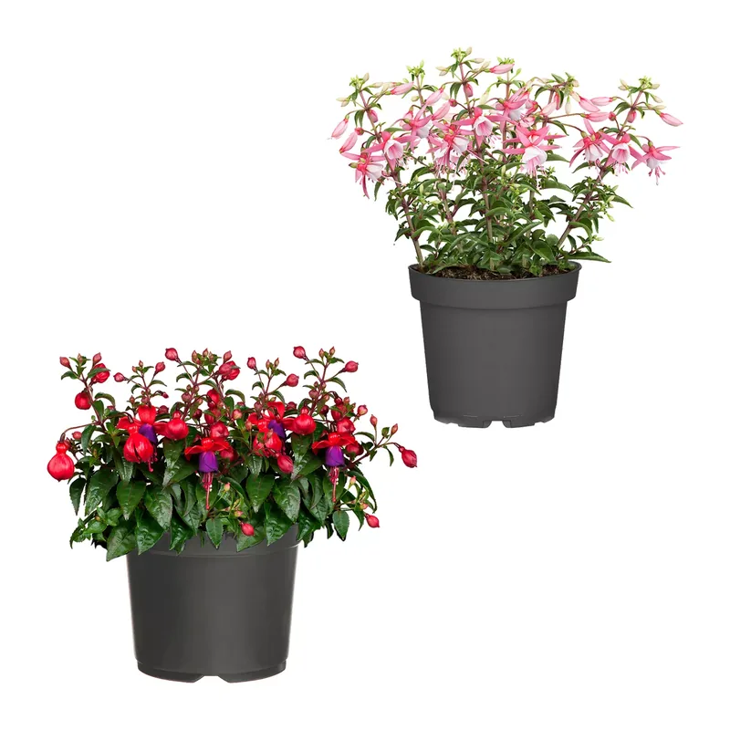 Große Geranie / Fuchsie