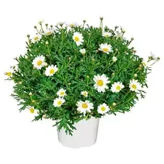 Margeritenbusch weiß