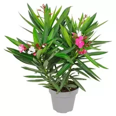 Oleander Duo T20 rot weiß