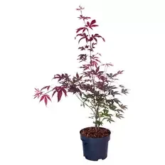 Ahorn, Altropurpureum