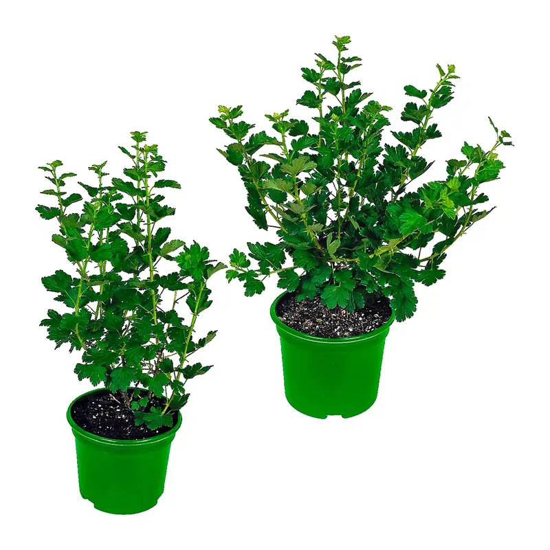 Bio-Beerenstrauch