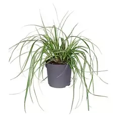 Carex Evergold
