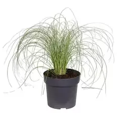 Carex Frosted Curls