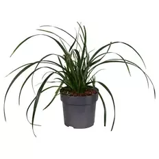 Carex Irish Green