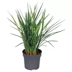 Dianella Cool Vista/ Lomandra