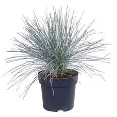 Festuca Azura Blue