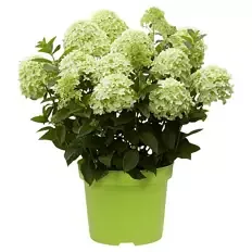 Hortensie Weiß Grün