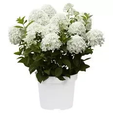 Hortensie Weiß