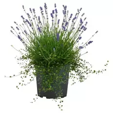 Lavendel