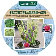 Mini-Teich, rot