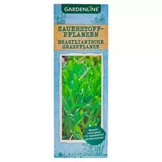 Sauerstoffpflanzen, Graspflanze