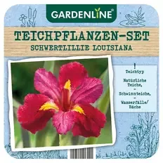 Teichpflanze, Schwertlilie Louisiana