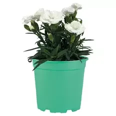 Dianthus Oscar, Weiß