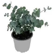Eukalyptus