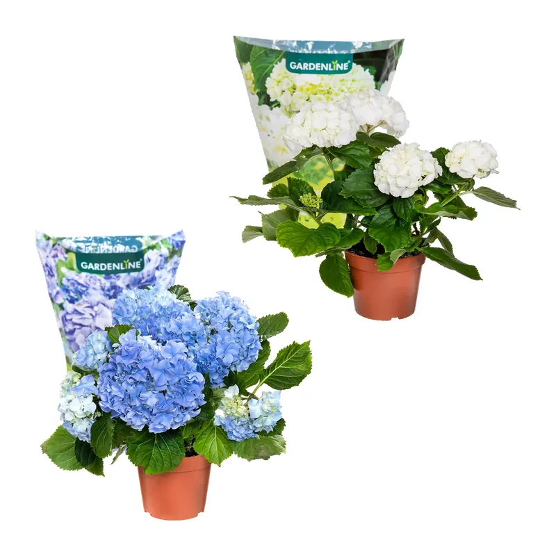 Hortensie