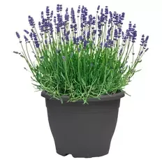 Lavendel 26 cm