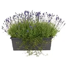 Lavendel Balkonkasten XL 50 cm