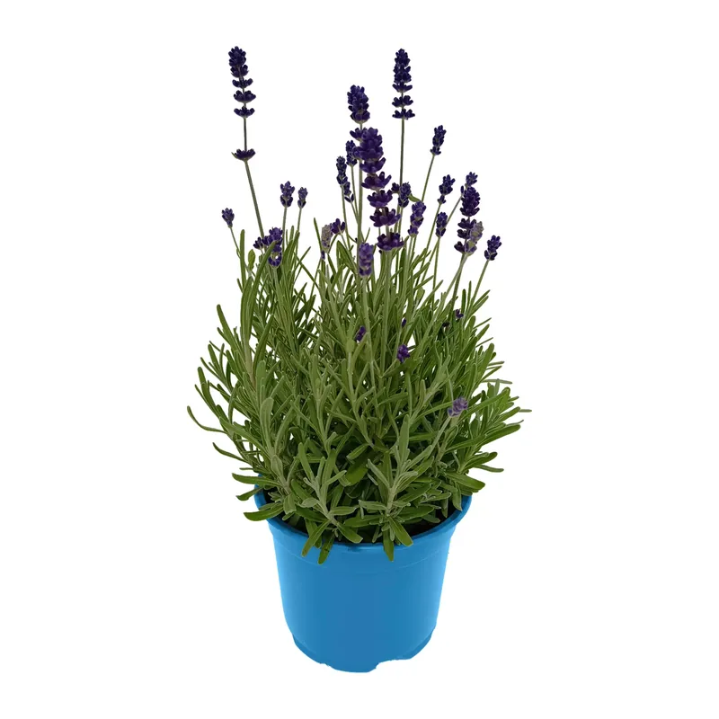 Lavendel