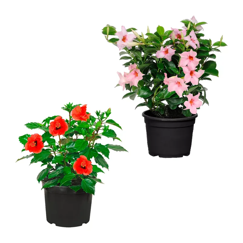 Patiopflanze