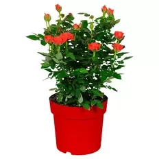 Rosenbusch, Rot