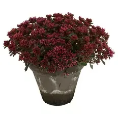 Sedum Tontopf, Deep Rose