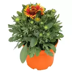 Sommerstauden, Kokardenblume