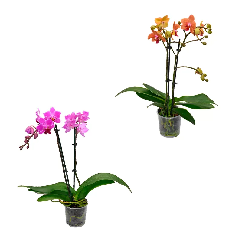 Phalaenopsis
