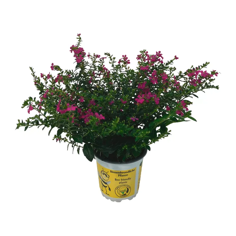 Cuphea hyssopifolia „Flory Glory“