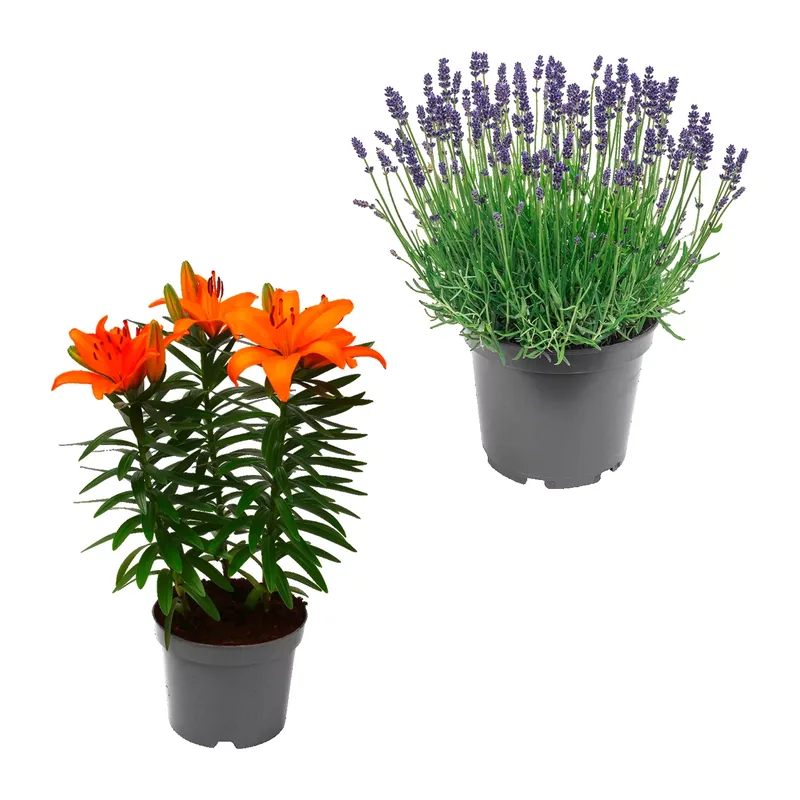 Lilien / Lavendel