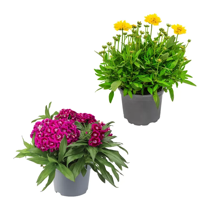 Stauden / Sommerblumen