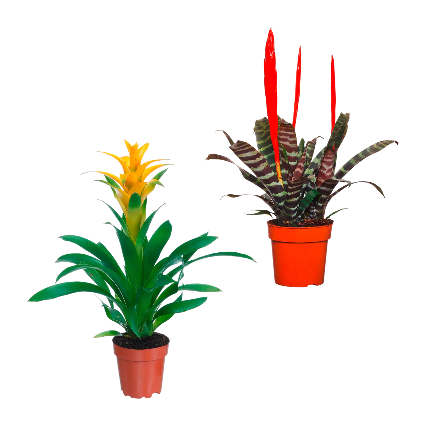 Guzmanie / Vriesea / Ananas Mi Amigo
